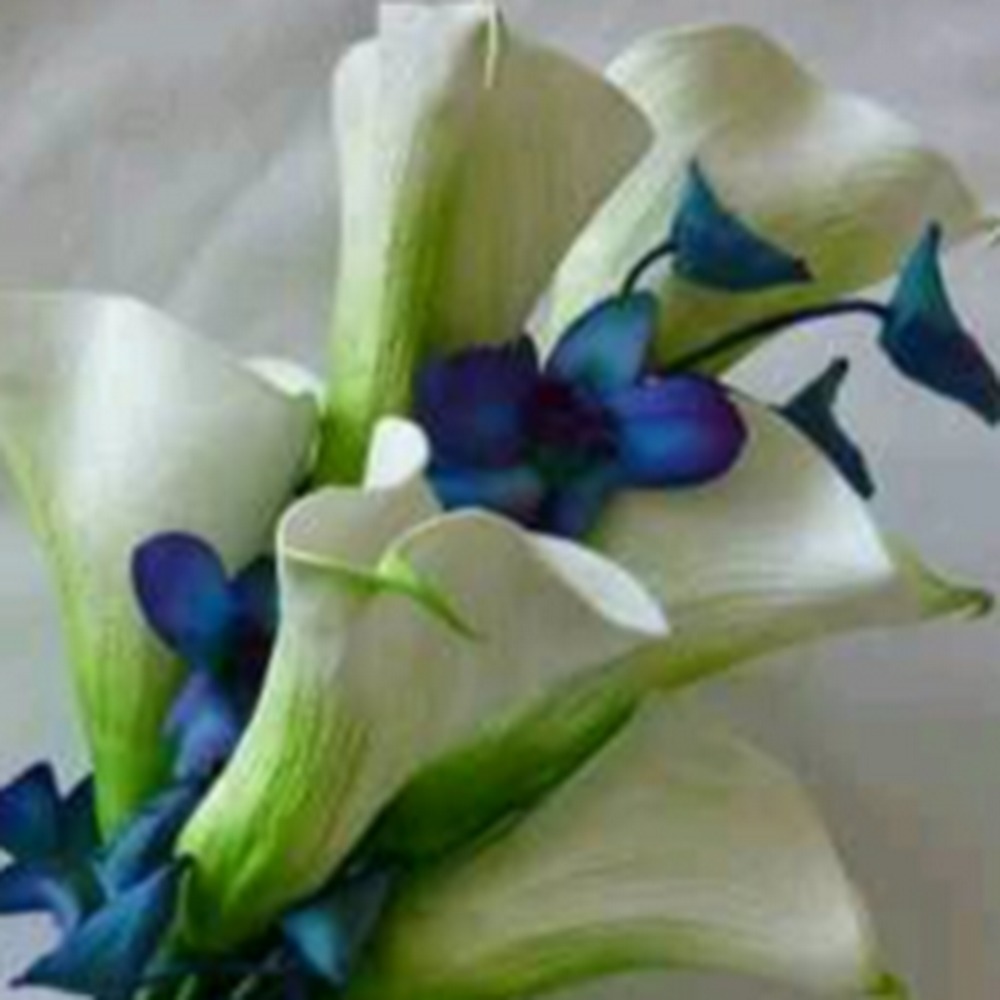 Meet your Posher, Cilecia